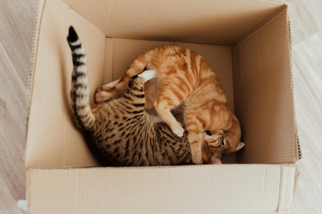 Dos gatos jugando en una caja de cartón.