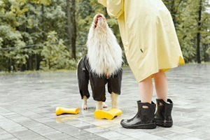 botas para perros en la nieve