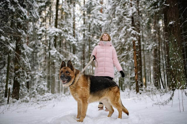 persona caminando con su perro en una excursión por la nieve