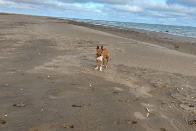 visita a la platja de la marquesa