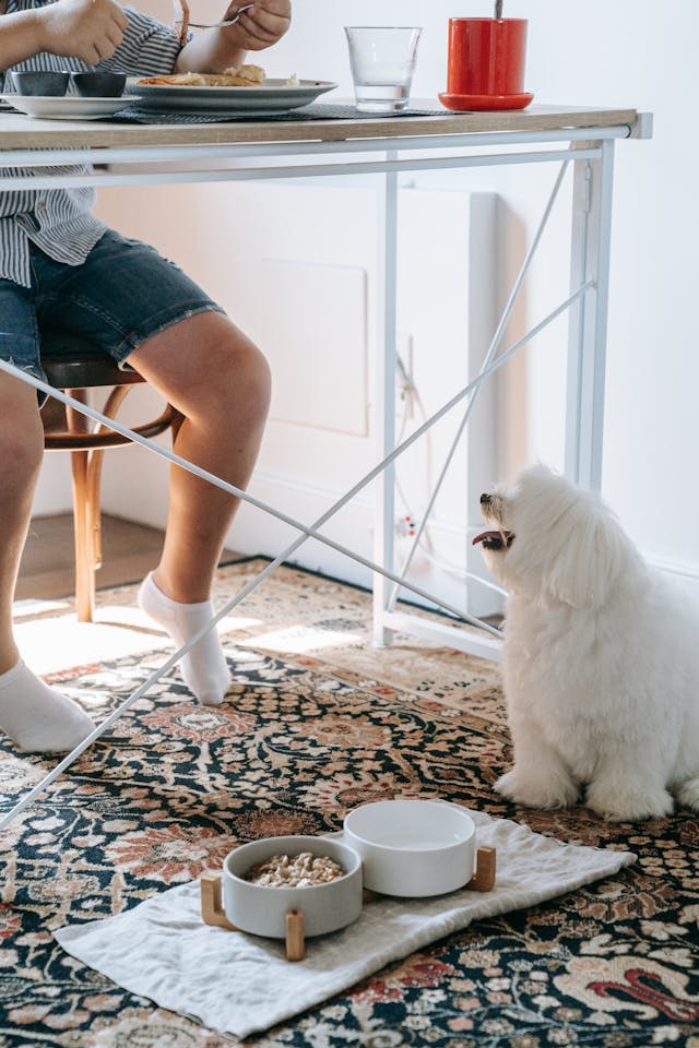 perro esperando comida de la mesa en lugar de su pienso