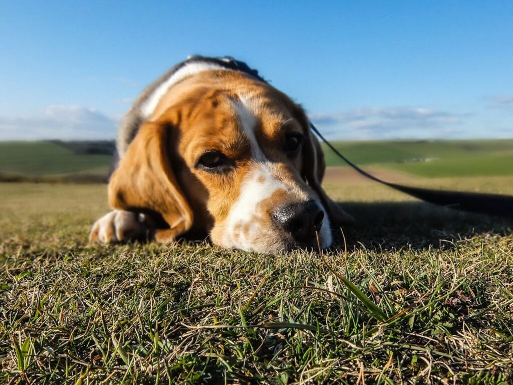 Cuando mi perro no quiere comer y es un beagle