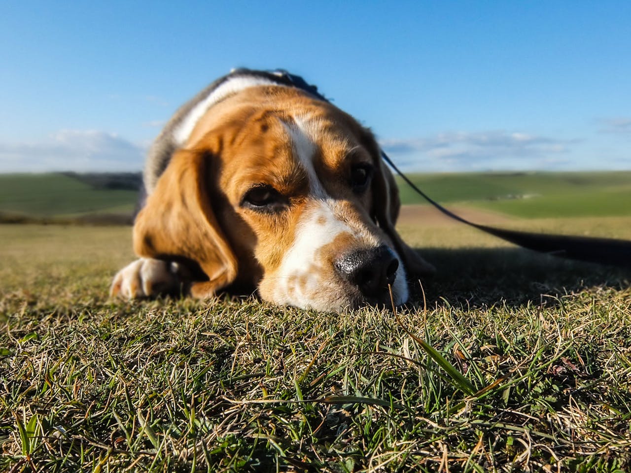 Cuando mi perro no quiere comer y es un beagle