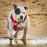 Perro corriendo en la arena en la playa para perros en La Pineda
