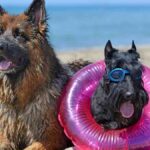Pawzy | Blog de mascotas | buscador de residencia canina 15 Perro con flotador y gafas de bucear junto a un pastor alemán en una de las playas para perros en España