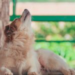 Pawzy | Blog de mascotas | buscador de residencia canina 13 ¿Por qué aúllan los perros?