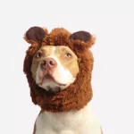 Pawzy | Blog de mascotas | buscador de residencia canina 12 175 nombres frikis para perros de películas, cómics, videojuegos y más