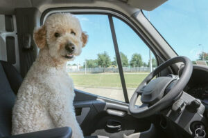 Pawzy | Blog de mascotas | buscador de residencia canina 25 perro montado en un coche