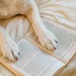 Pawzy | Blog de mascotas | buscador de residencia canina 14 Perro relajado leyendo en residencia canina