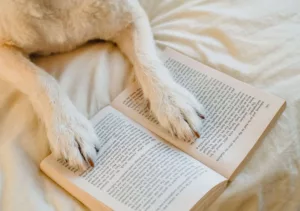Pawzy | Blog de mascotas | buscador de residencia canina 30 Perro relajado leyendo en residencia canina