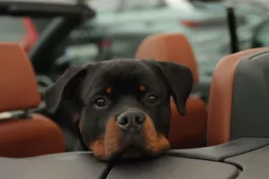 Pawzy | Blog de mascotas | buscador de residencia canina 24 Entre las mejores mantas de perro para coche