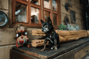 Pawzy | Blog de mascotas | buscador de residencia canina 23 Comer en Santander con perro cuando llueve