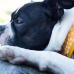 Pawzy | Blog de mascotas | buscador de residencia canina 10 10 Curiosidades sobre los perros
