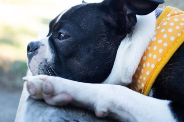Pawzy | Blog de mascotas | buscador de residencia canina 11 10 Curiosidades sobre los perros