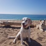 Pawzy | Blog de mascotas | buscador de residencia canina 7 Disfrutando de un día de Sol en la playa canina pineda de mar