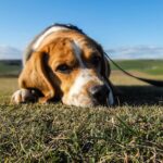 Pawzy | Blog de mascotas | buscador de residencia canina 17 Cuando mi perro no quiere comer y es un beagle