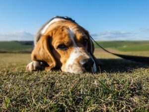 Pawzy | Blog de mascotas | buscador de residencia canina 33 Cuando mi perro no quiere comer y es un beagle