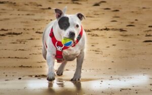 Pawzy | Blog de mascotas | buscador de residencia canina 32 Perro corriendo en la arena en la playa para perros en La Pineda